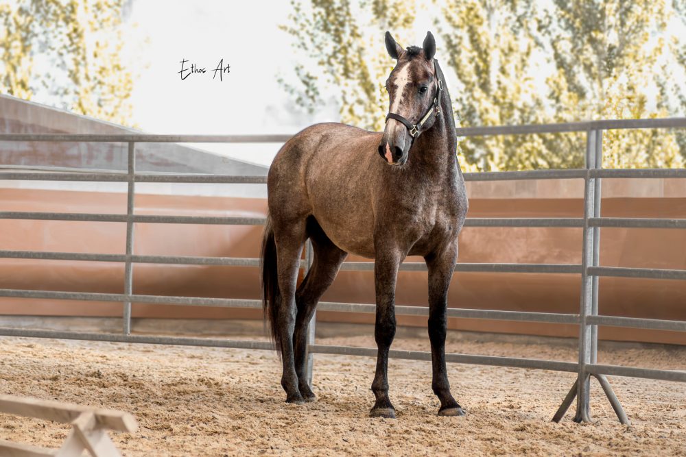 2024 - France Dressage - Saturn - 2