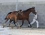 2021   Concours France Dressage   Lucie   17 (1)