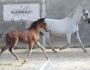 2021   Concours France Dressage   Silvana   1 (1)