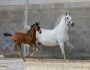 2021   Concours France Dressage   Silvana   10 (1)