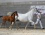 2021   Concours France Dressage   Silvana   13 (1)