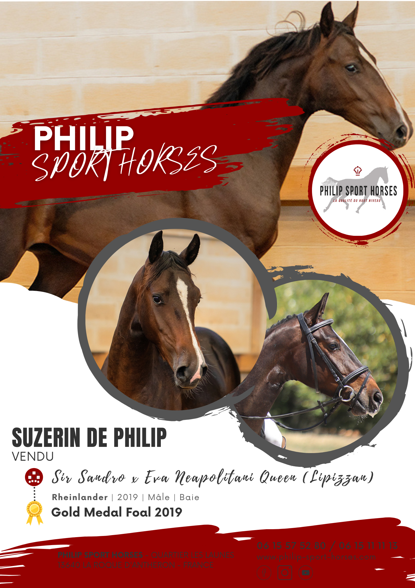 Gold Medal Foals 2019 /  Suzerin De Philip