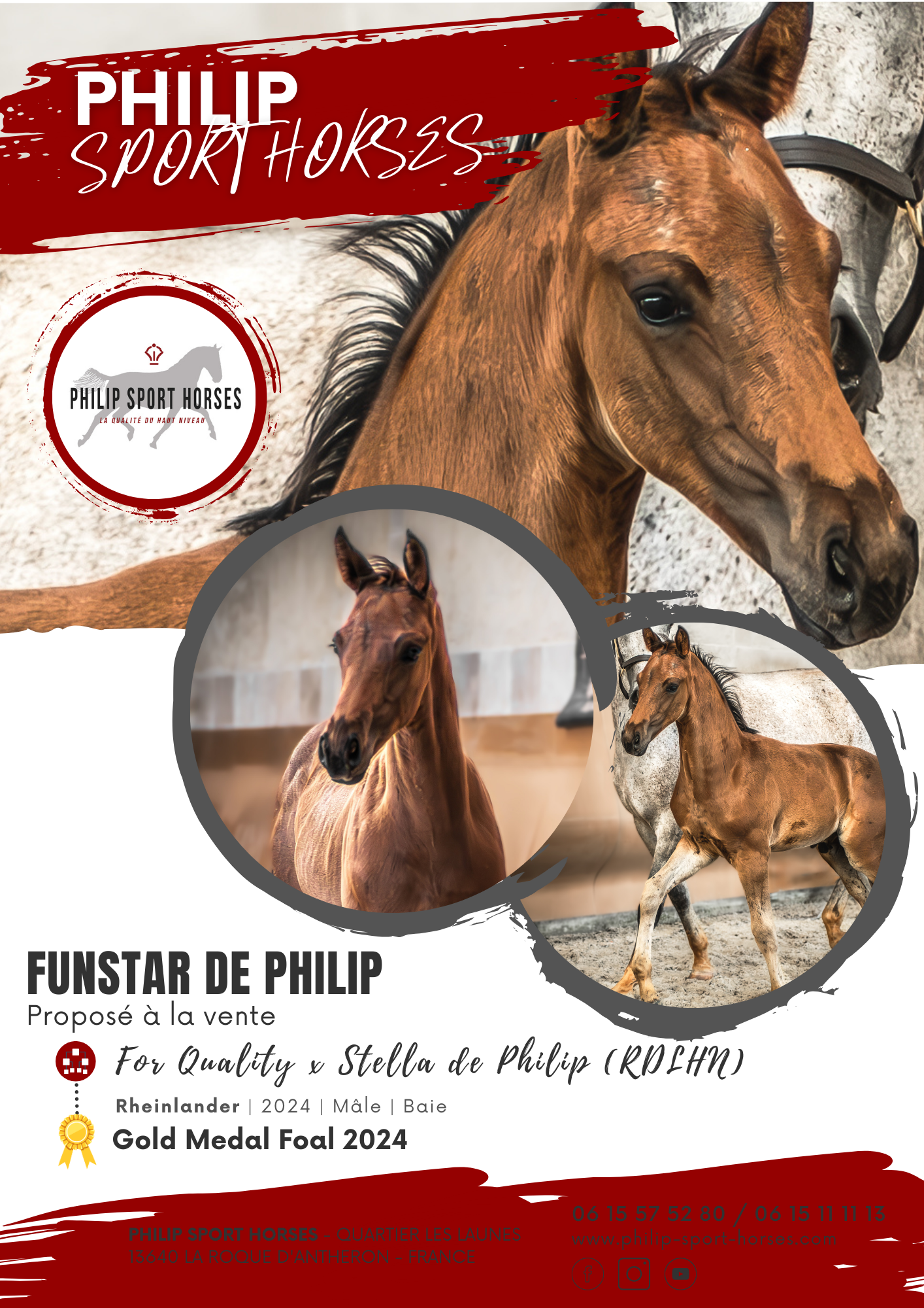 Gold Medal Foals 2024 / Funstar De Philip