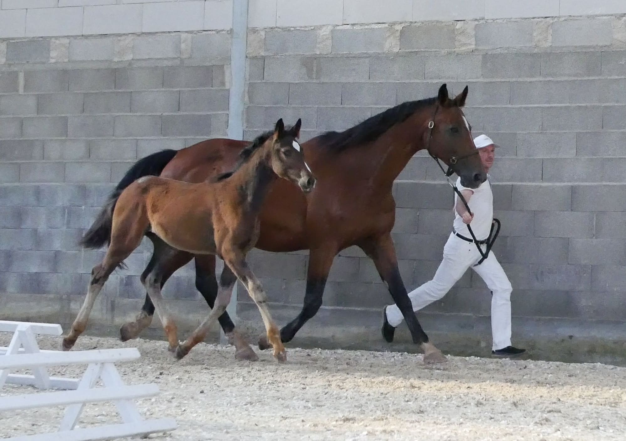 2021   Concours France Dressage   Lucie   17 (1)