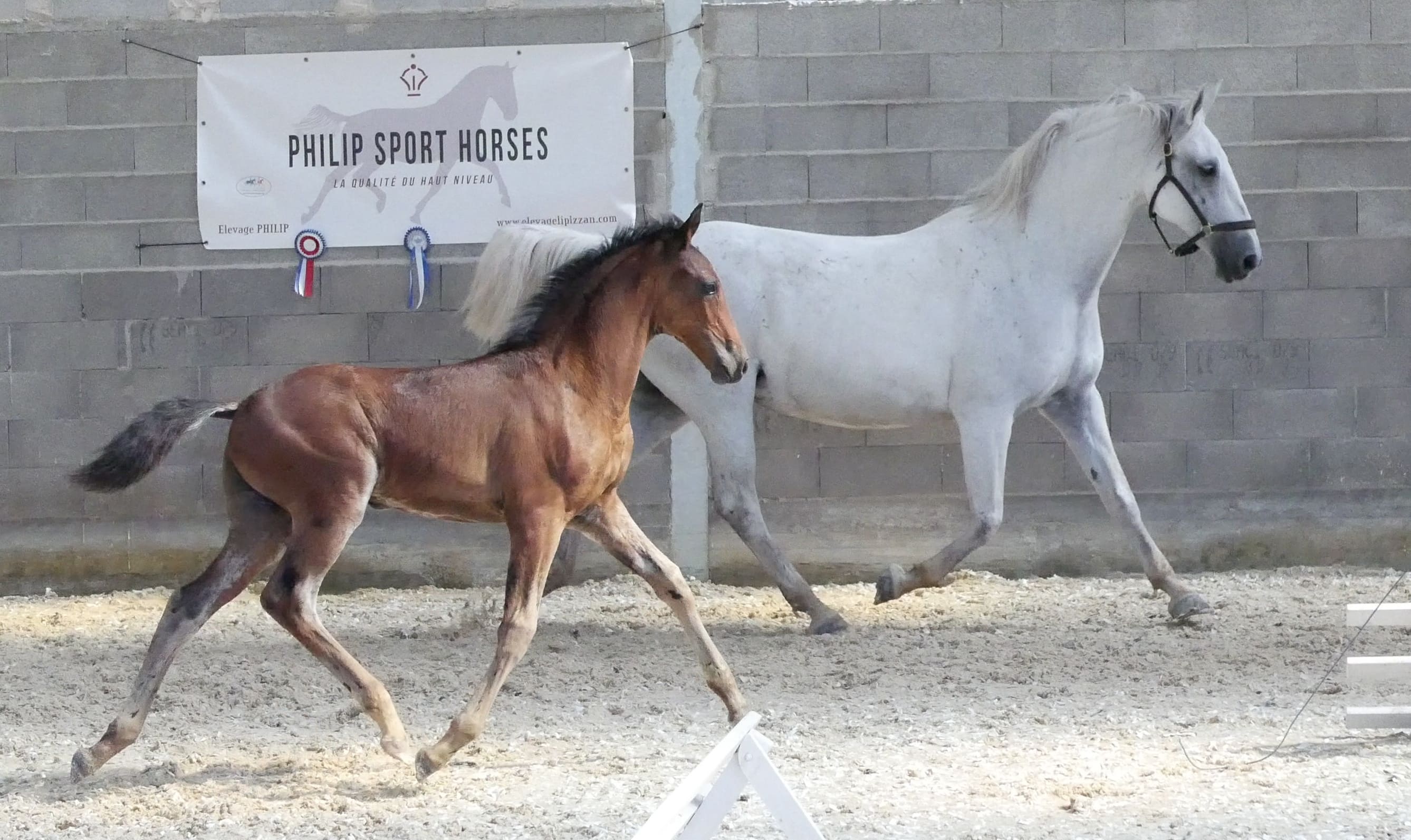 2021   Concours France Dressage   Silvana   1 (1)