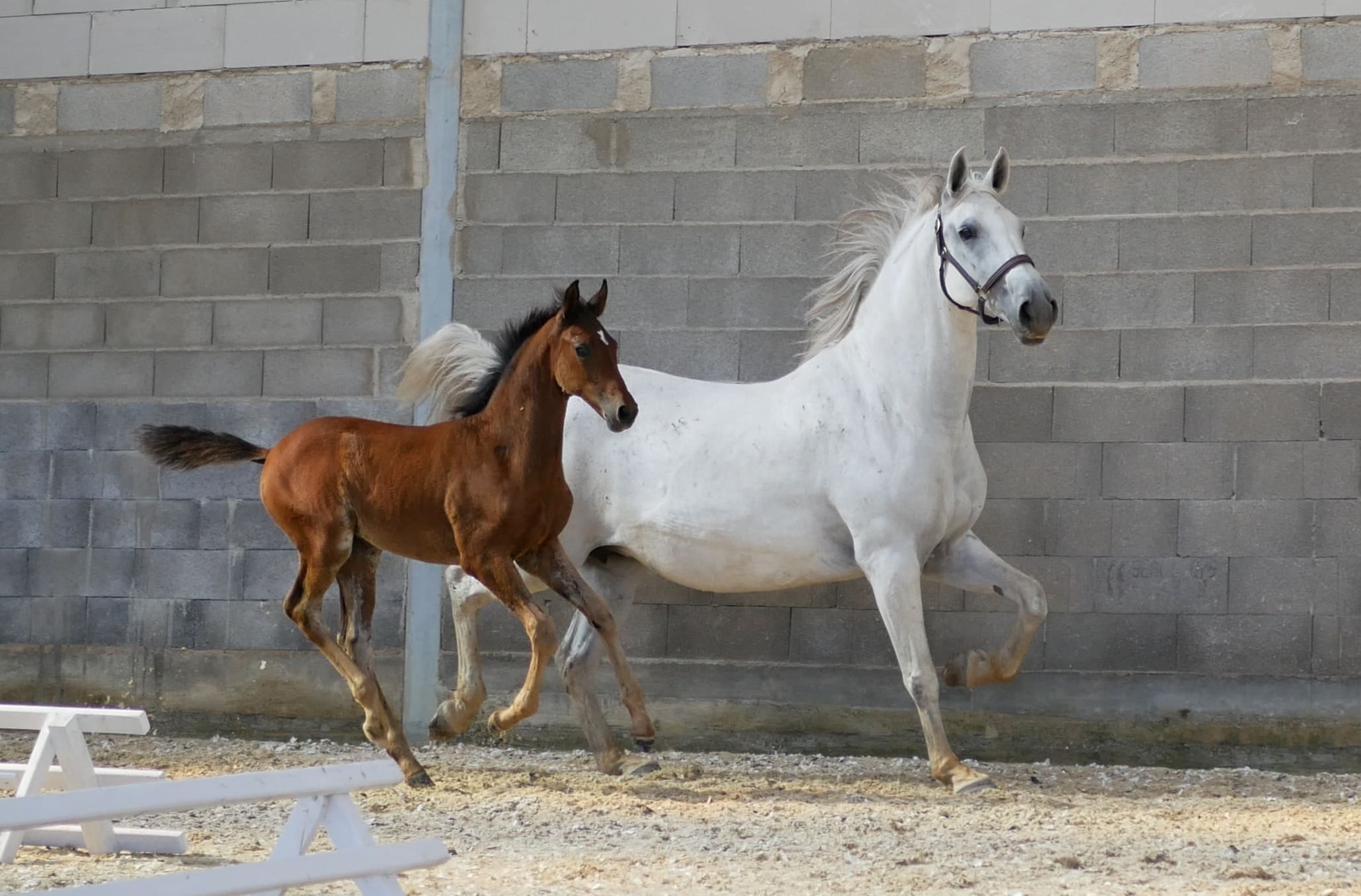 2021   Concours France Dressage   Silvana   10 (1)