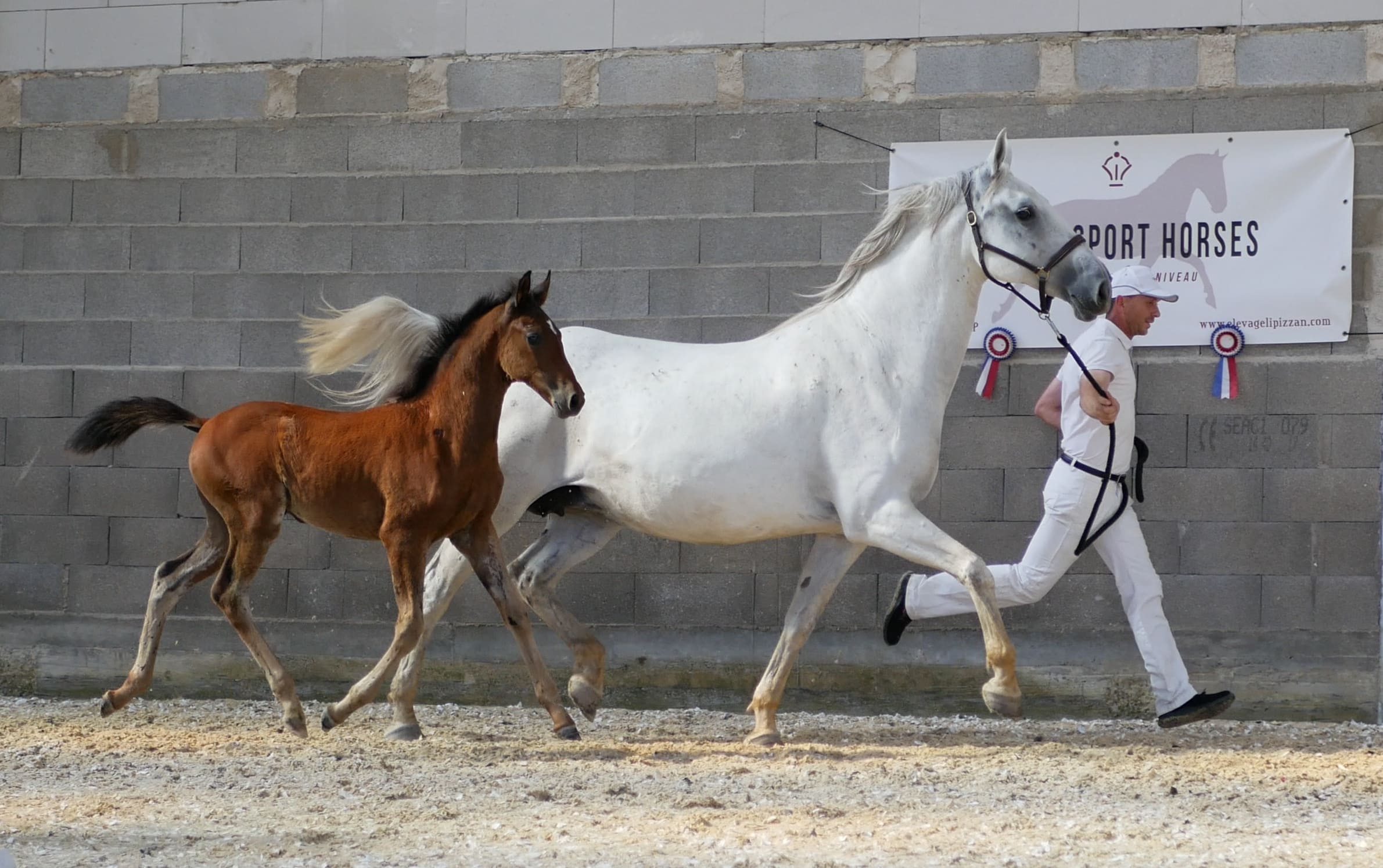 2021   Concours France Dressage   Silvana   13 (1)