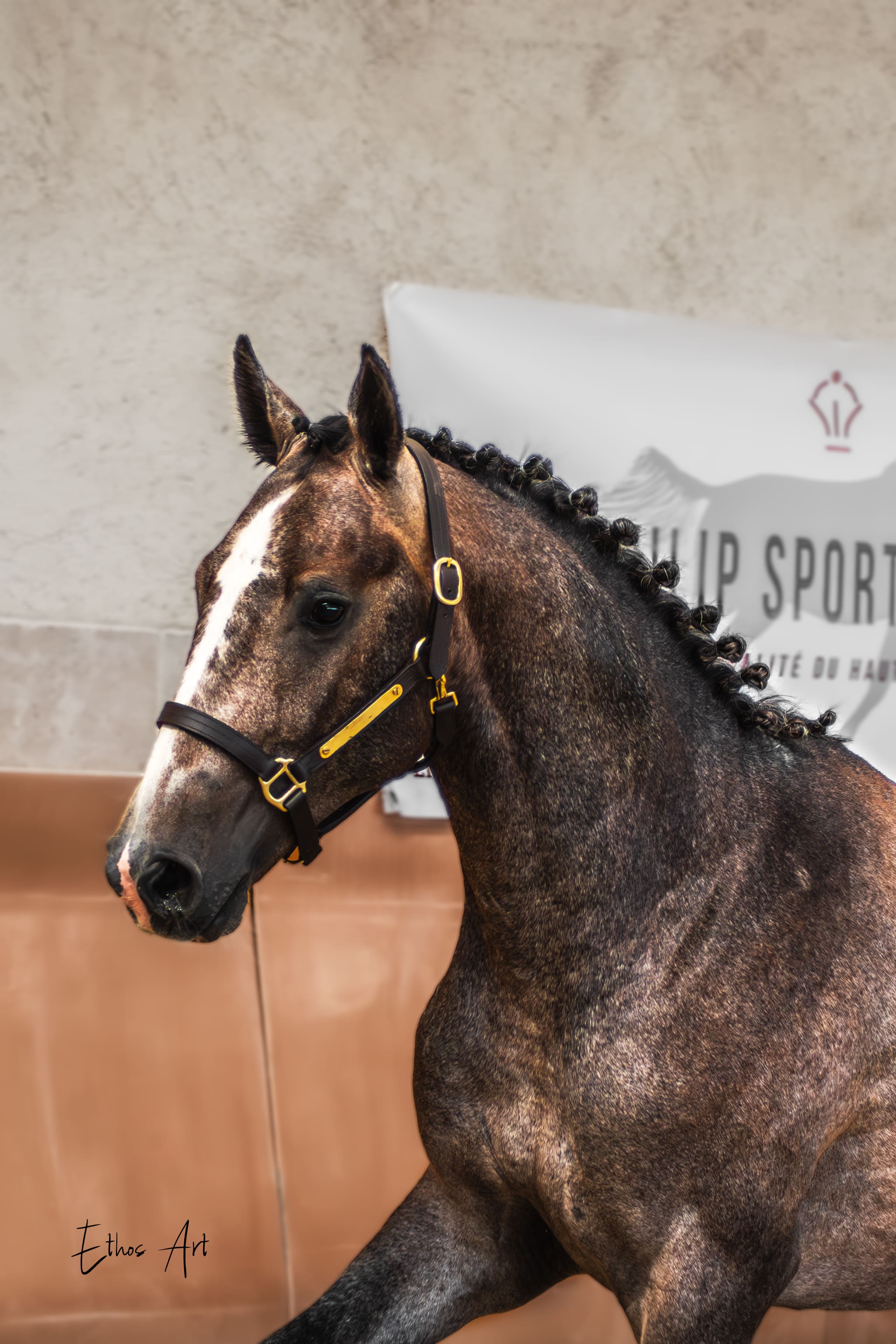 2024   France Dressage   Saturn   1