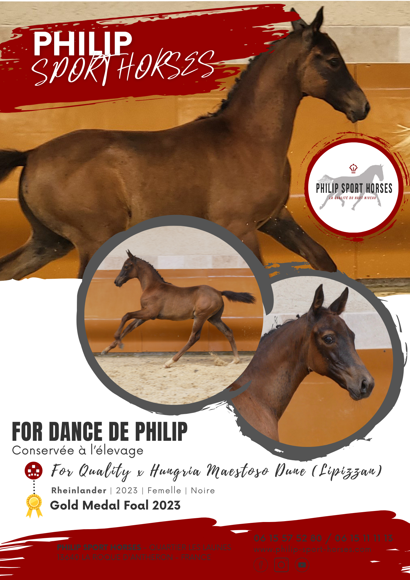 Gold Medal Foals 2023 / For Dance De Philip