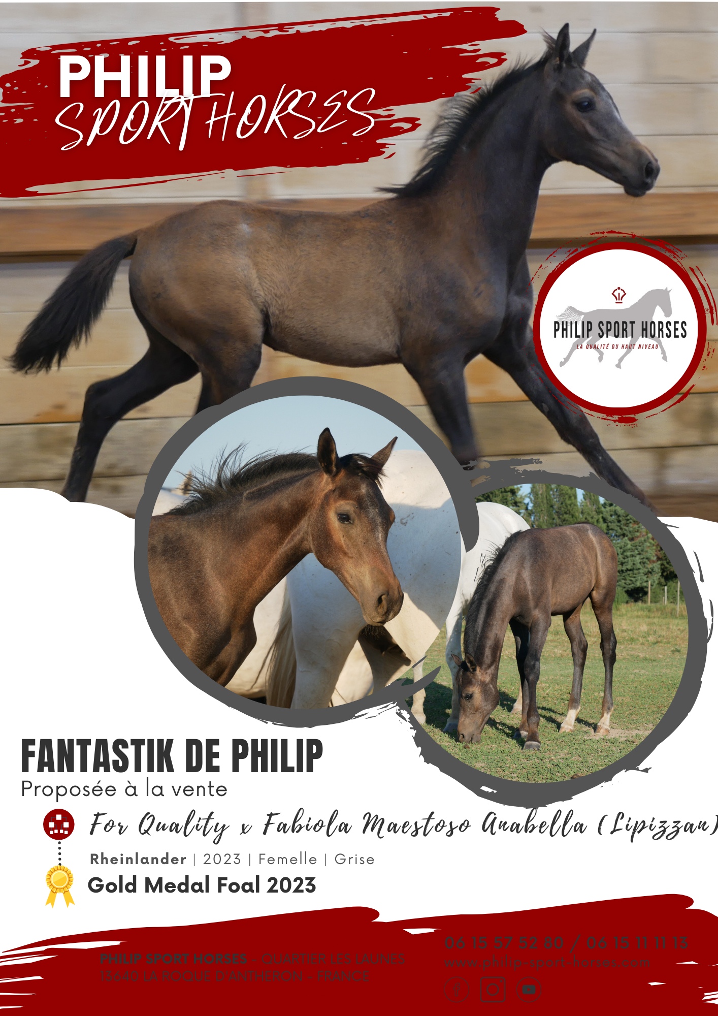 Gold Medal Foals 2023 / Fantastik De Philip