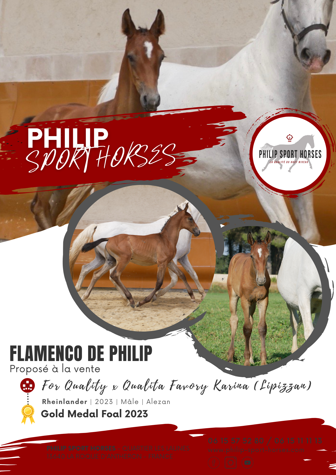 Gold Medal Foals 2023 / Flamenco De Philip