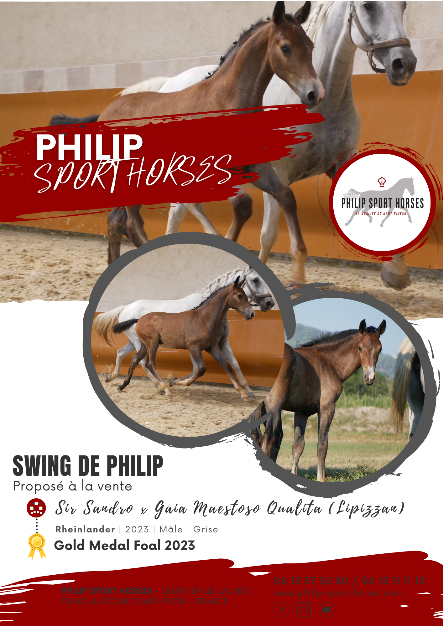 Gold Medal Foals 2023 / Swing De Philip