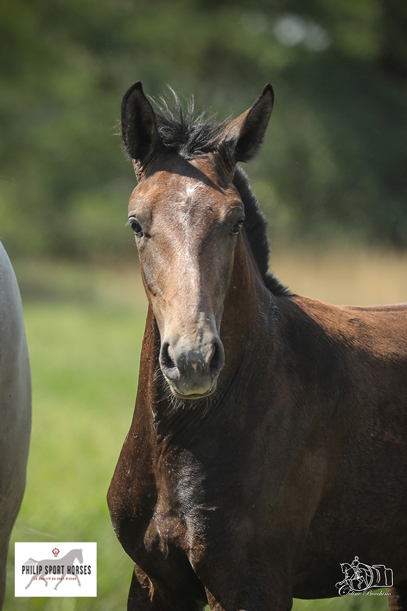 JOKER DE PHILIP - Elevage Philip - Philip Sport Horses ...